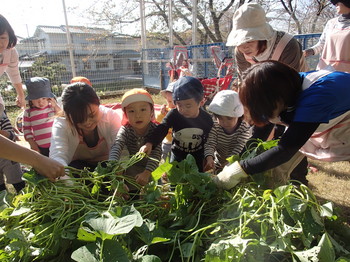 281107 芋掘り2 (11).JPG